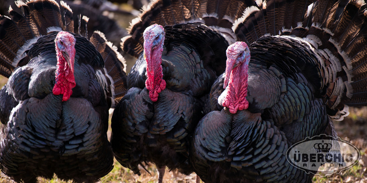 Bronze Turkey males